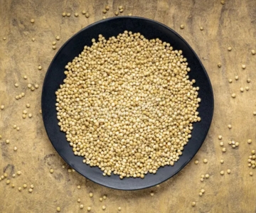   Sorghum Millet (Jowar)